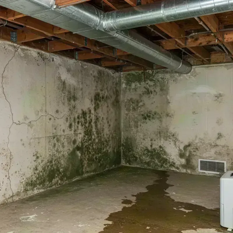 Professional Mold Removal in Leadwood, MO